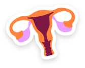 uterus